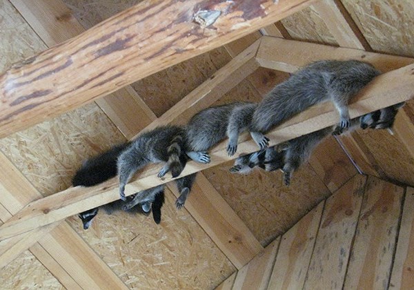 animal intrusion caused by compromised roof